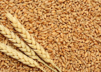wheat-seeds-500x500