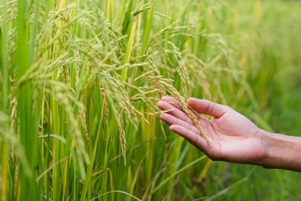 rice-analysis-image-e1571392306226